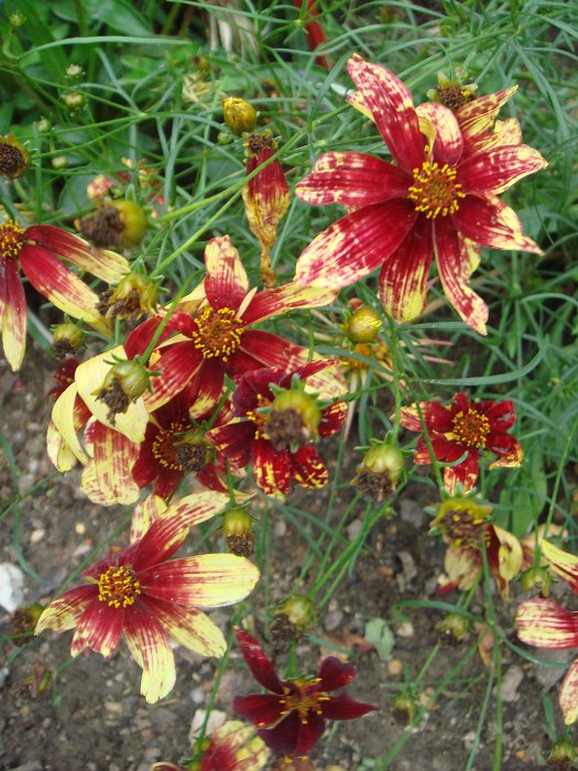 Coreopsis verticillata 'Route 66'